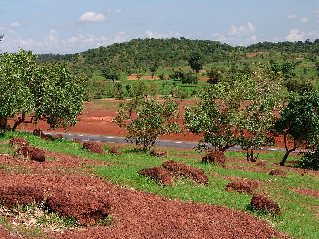 Άποψη του δάσους του Σαχέλ στο Μάλι: τα δέντρα μπροστά είναι ακακίες, ενώ πίσω διακρίνεται ένα μπαομπάμπ.