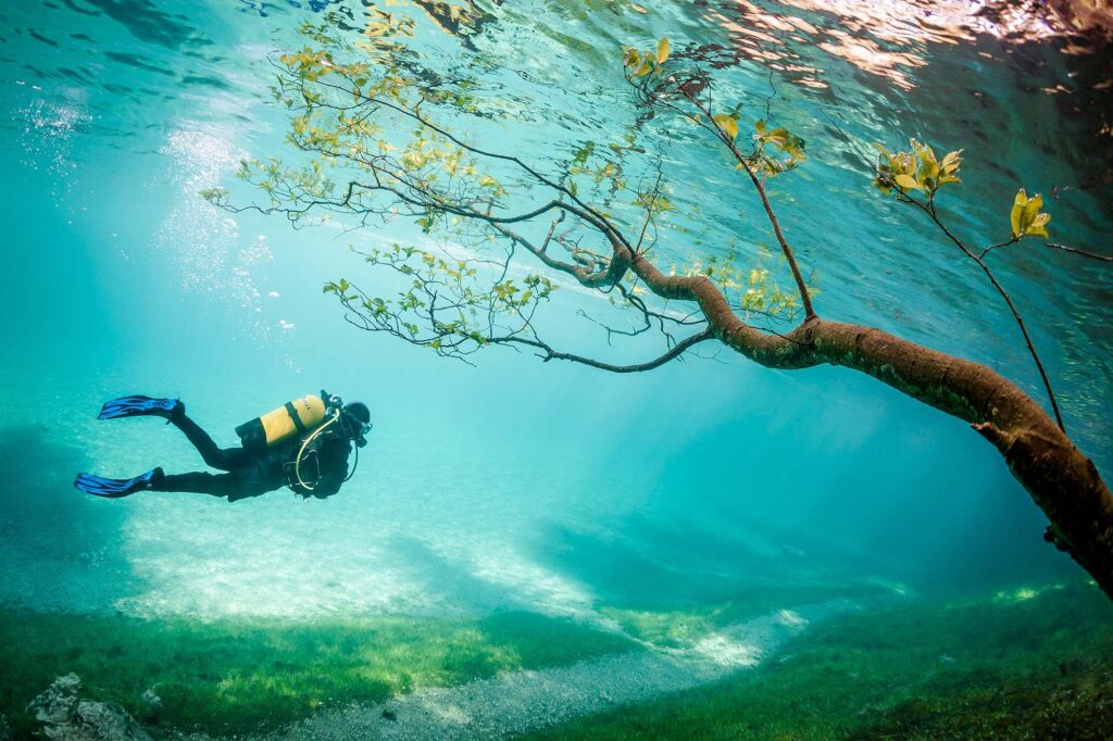 3. Ένα δέντρο μέσα στην Πράσινη Λίμνη της Αυστρίας