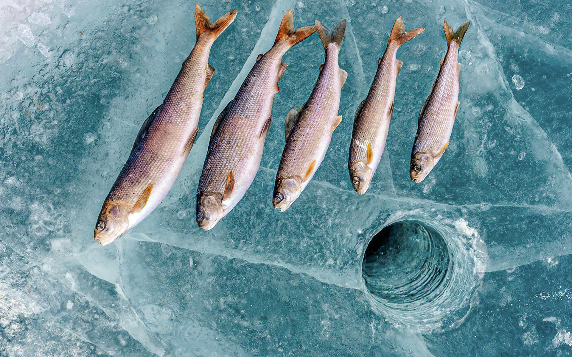 Ψάρεμα στη Βαϊκάλη (πηγή εικόνας: lakebaikal.com)