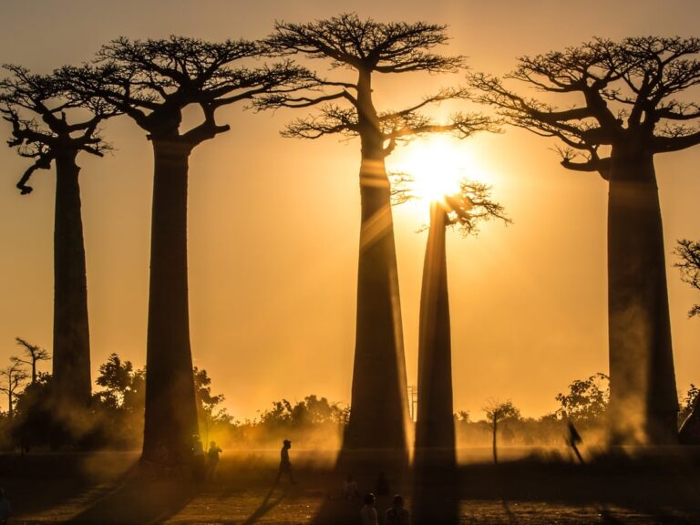 Δέντρα baobab