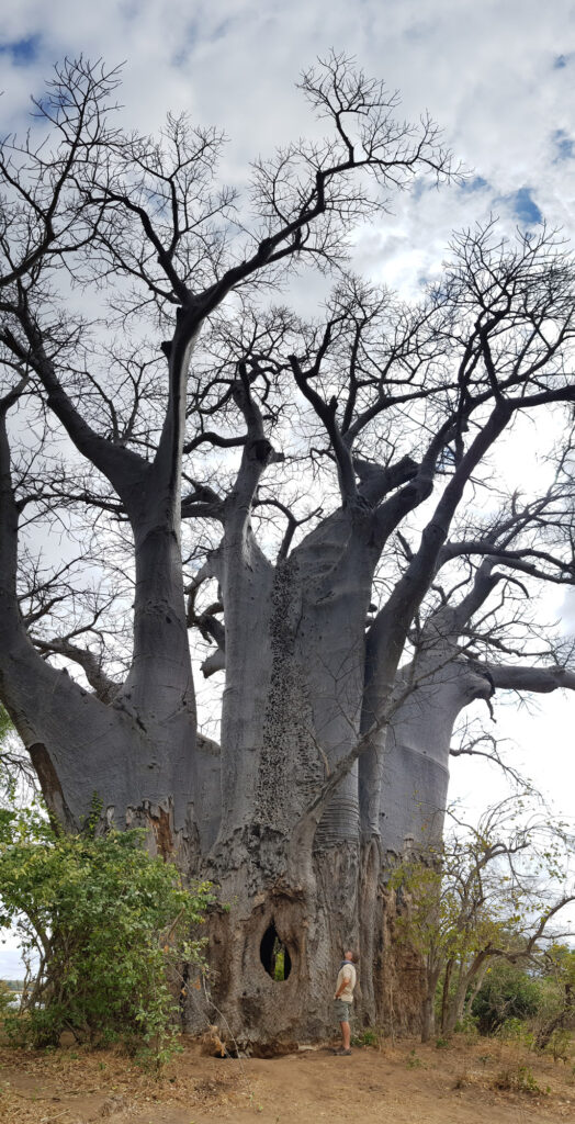 Αυτό το τεράστιο δέντρο baobab στο Gonarezhou στη Ζιμπάμπουε, χρησιμοποιήθηκε από έναν διαβόητο λαθροκυνηγό για να αποθηκεύσει ελεφαντόδοντο και κέρατα ρινόκερου. Το δέντρο είναι τοπικά γνωστό ως το "γραφείο του Shadreck" © Simon Espley
