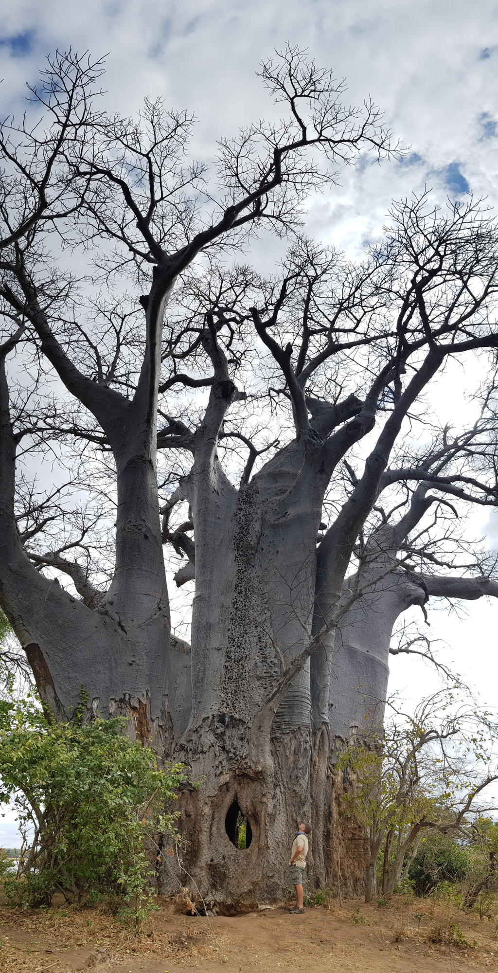 Baobab, τα δέντρα της ζωής - Geografikoi.gr