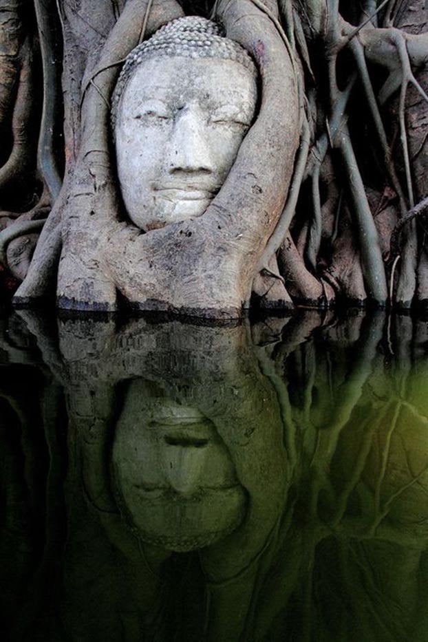 Άγαλμα του Βούδα εξαφανίζεται από μαγκρόβιο δάσος