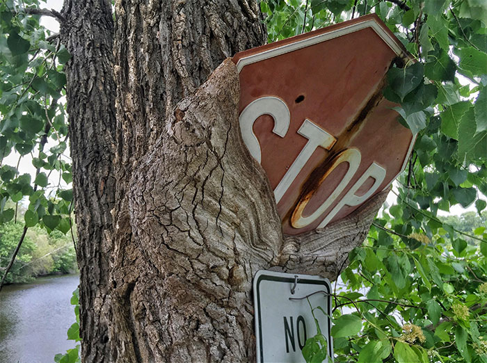 Ένα δέντρο σχεδόν κατάπιε μια πινακίδα STOP!