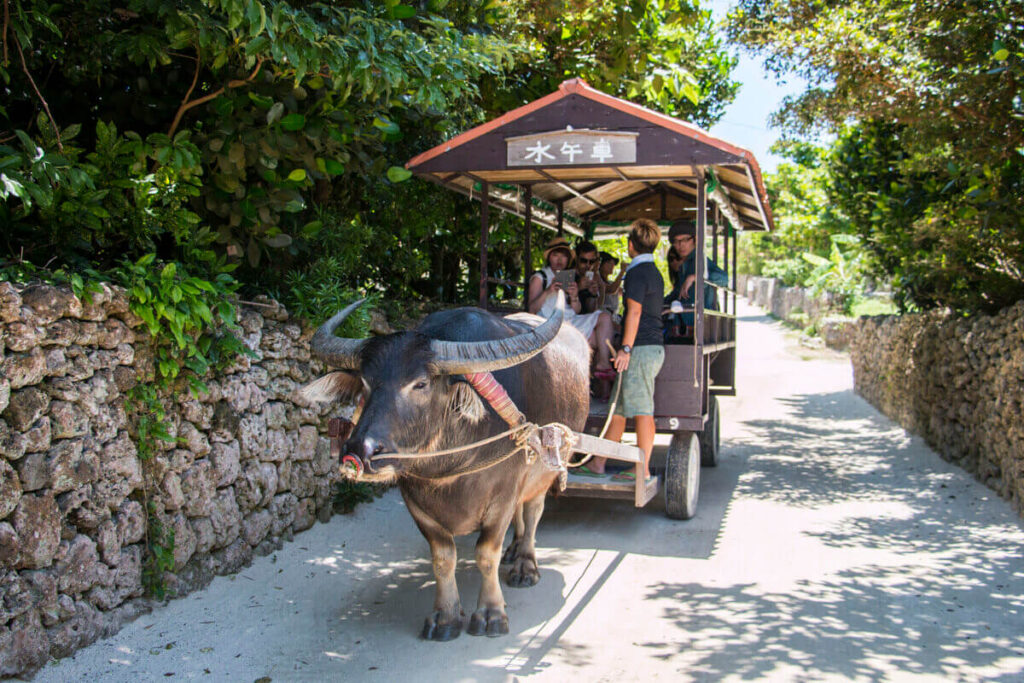 Μπορείτε να κάνετε βόλτα στο νησί με μία άμαξα που τη σέρνει ένα βουβάλι (πηγή: Atlas Obscura)