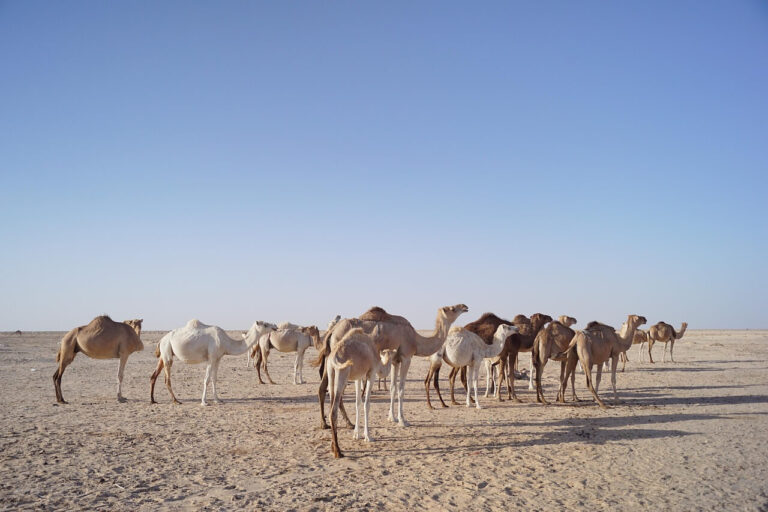 Μαυριτανία, η χώρα της καμήλας