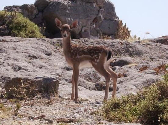 Ελεύθερο ελαφάκι Dama-Dama