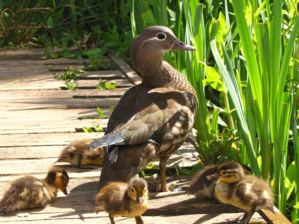 Οι νεοσσοί καθοδηγούνται αμέσως από το θηλυκό στο νερό, kai τους επιτηρεί στενά. Πτερώνονται 40-45 ημέρες μετά τη γέννηση τους. (πηγή: wikipedia)