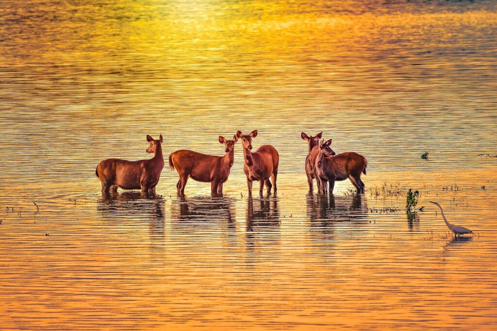 Εθνικό Πάρκο Kaziranga (πηγή: wikipedia)