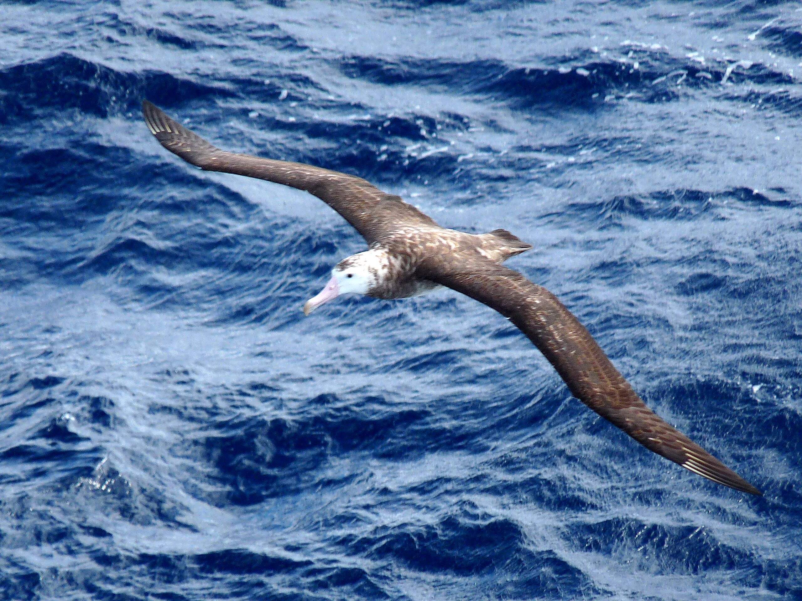 Tristan Albatross (Wikipedia)