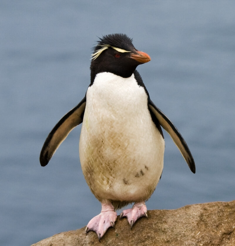 Πιγκουίνος Rockhopper (Wikipedia)