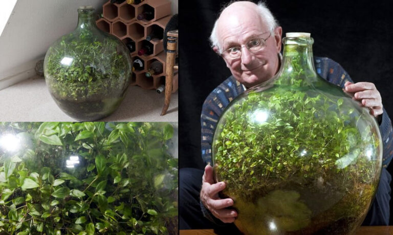 Ένα ζωντανό οικοσύστημα σε ένα σφραγισμένο μπουκάλι 62 χρόνων μοιάζει με μικρογραφία της Γης