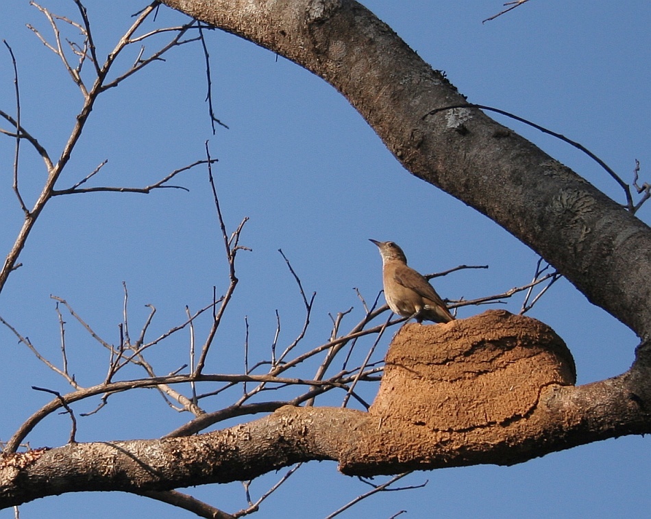 Τα Horneros είναι καστανά πουλιά με μάλλον κοντές ουρές και αρκετά μακρία ράμφη (πηγή: wikipedia)