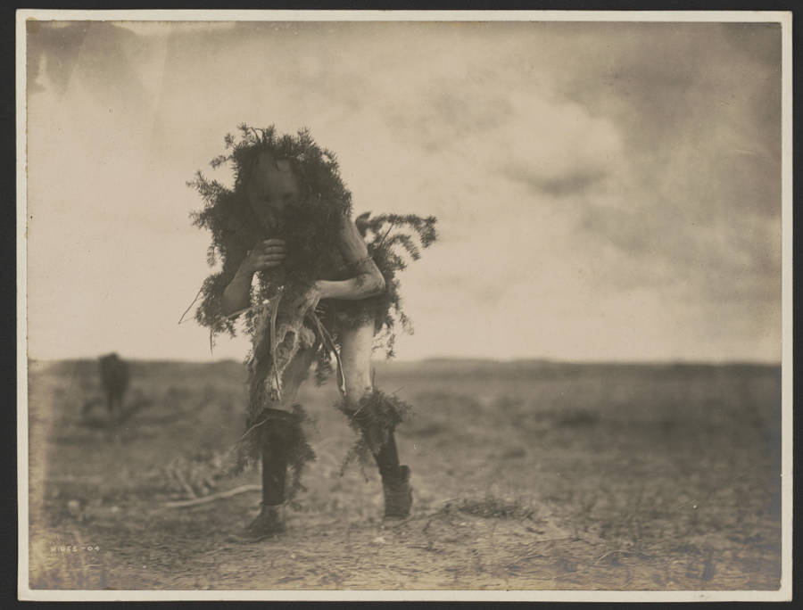 Tonenili-Navajo, ντυμένος με κλαδιά έλατου, 1904-1905. (πηγή: Edward Curtis/Library of Congress)