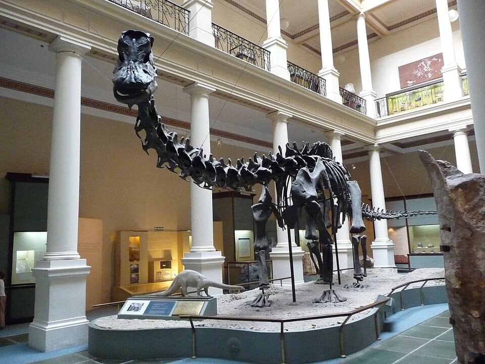 Αντίγραφο απολιθώματος Diplodocus στο Μουσείο Λα Πλάτα (πηγή: wikipedia)
