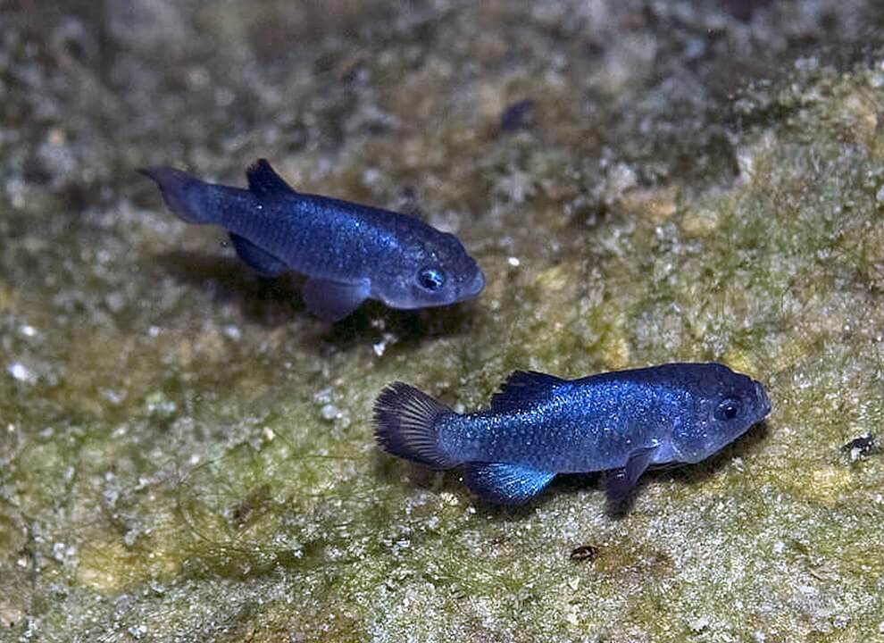 Devils Hole Pupfish (Cyprinodon diabolis)