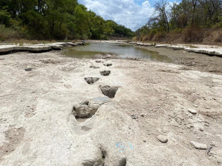 Η έντονη ξηρασία στο Τέξας αποκάλυψε ίχνη δεινοσαύρων 113 εκατομμύριων ετών
