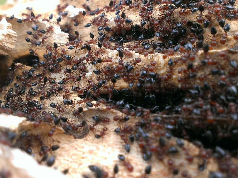 20 τετράκις εκατομμύρια μυρμήγκια εκτιμάται ότι ζουν στη Γη σήμερα