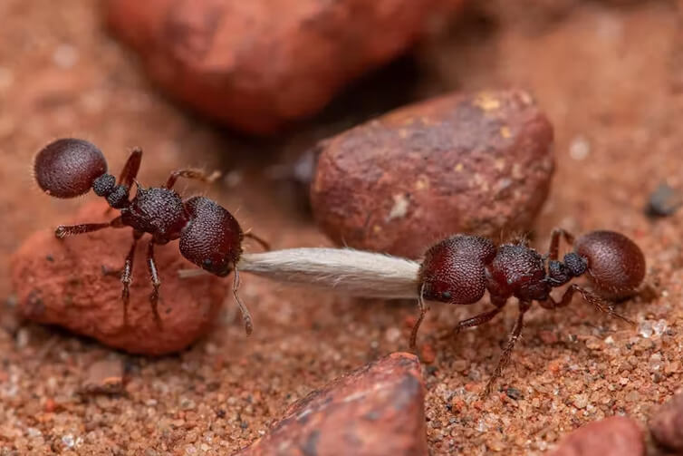 Πολλά είδη μυρμηγκιών είναι σημαντικοί παράγοντες διασποράς σπόρων. Εδώ, δύο σκληρά εργαζόμενα μυρμήγκια Meranoplus μεταφέρουν έναν σπόρο πίσω στη φωλιά τους. (πηγή: Francois Brassard)