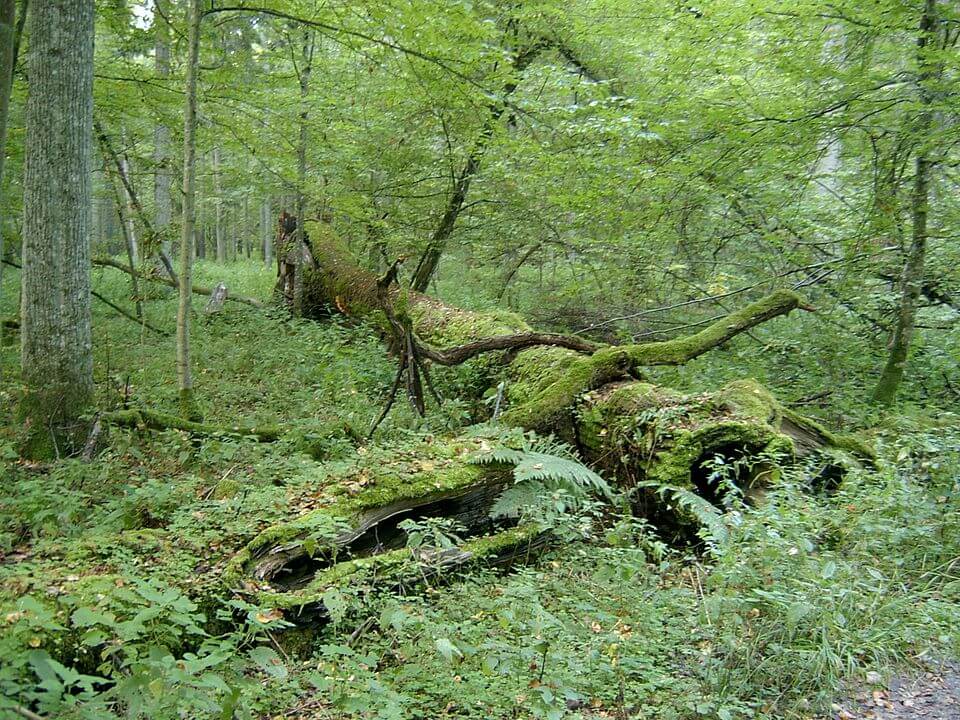 Δάσος Μπιαλοβιέζα