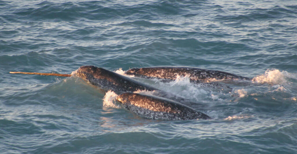 Το ναρβάλ ή φάλαινα μονόκερος ή μονόδοντας μονόκερος (και μονόδων μονόκερως) (λατ.: Monodon monoceros), είναι θαλάσσιο θηλαστικό που ανήκει στην οικογένεια Μονοδοντίδες και στην τάξη των κητωδών.
