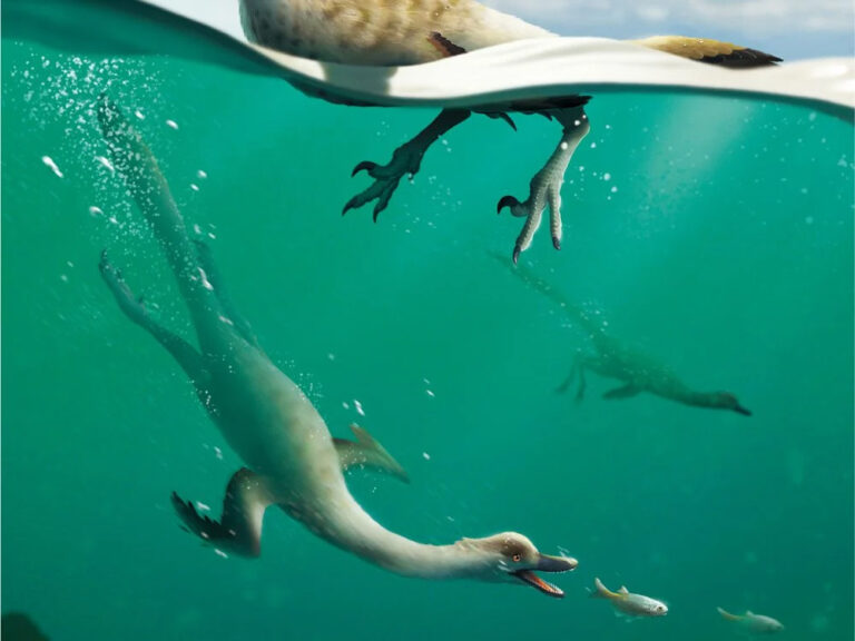 Ο πρώτος κολυμβητής δεινόσαυρος στον κόσμο ανακαλύφθηκε στη Μογγολία