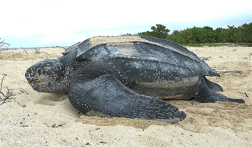 Η δερματοχελώνα, το μεγαλύτερο είδος θαλάσσιας χελώνας που υπήρξε ποτέ, μπορεί να ξεπεράσει σε μήκος τα 2 μέτρα και σε βάρος τα 700 κιλά (φωτ. Wikimedia Commons)