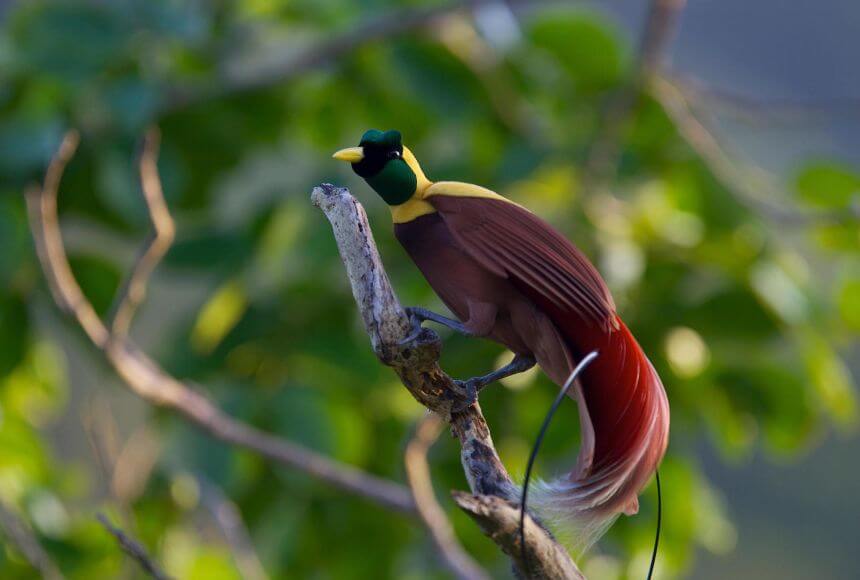Παραδείσιο πουλί στην Παπούα-Νέα Γουινέα (φωτ. Tim Laman στο nationalgeographic.org)