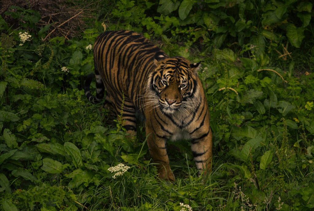 Η τίγρης της Σουμάτρας ανήκει στα εξαιρετικά απειλούμενα είδη του Αρχιπελάγους (φωτ. Rebecca Campbell στο Unsplash)