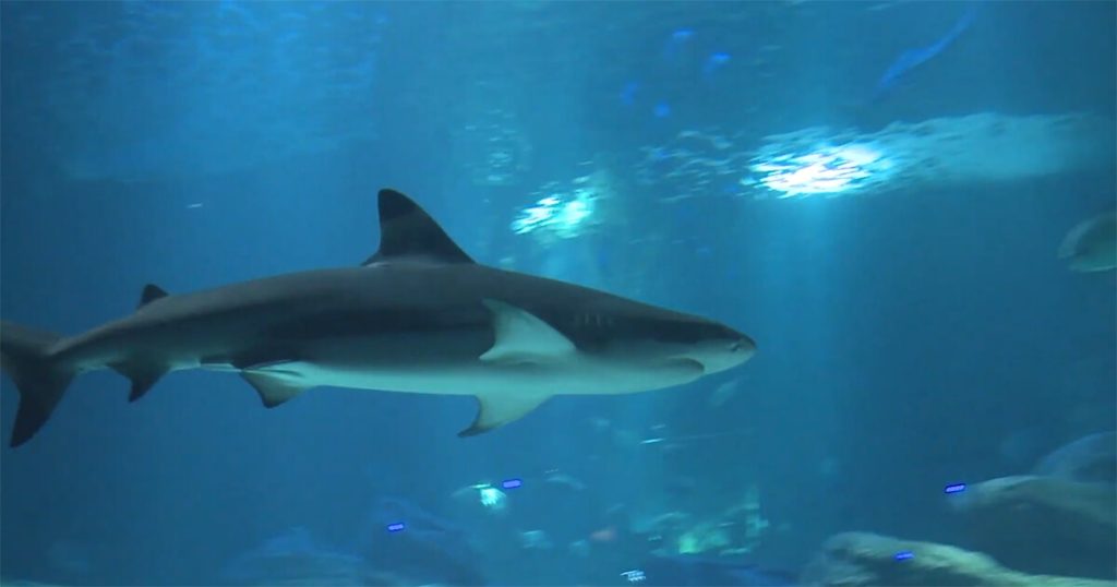 Ενυδρείο του Παρισιού (Aquarium de Paris)
