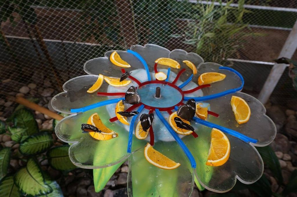 Dubai Butterfly Garden