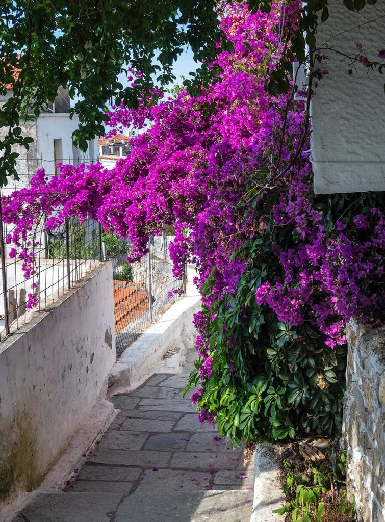 Σοκάκι στη Χώρα της Σκιάθου