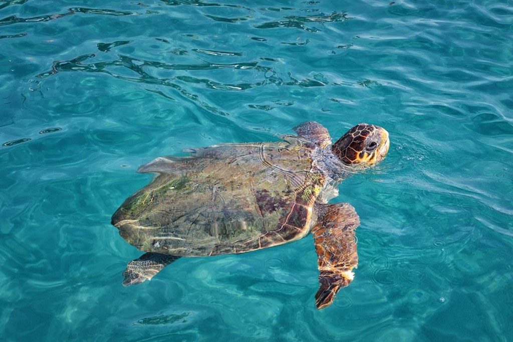 Χελώνα Caretta Caretta στη Ζάκυνθο
